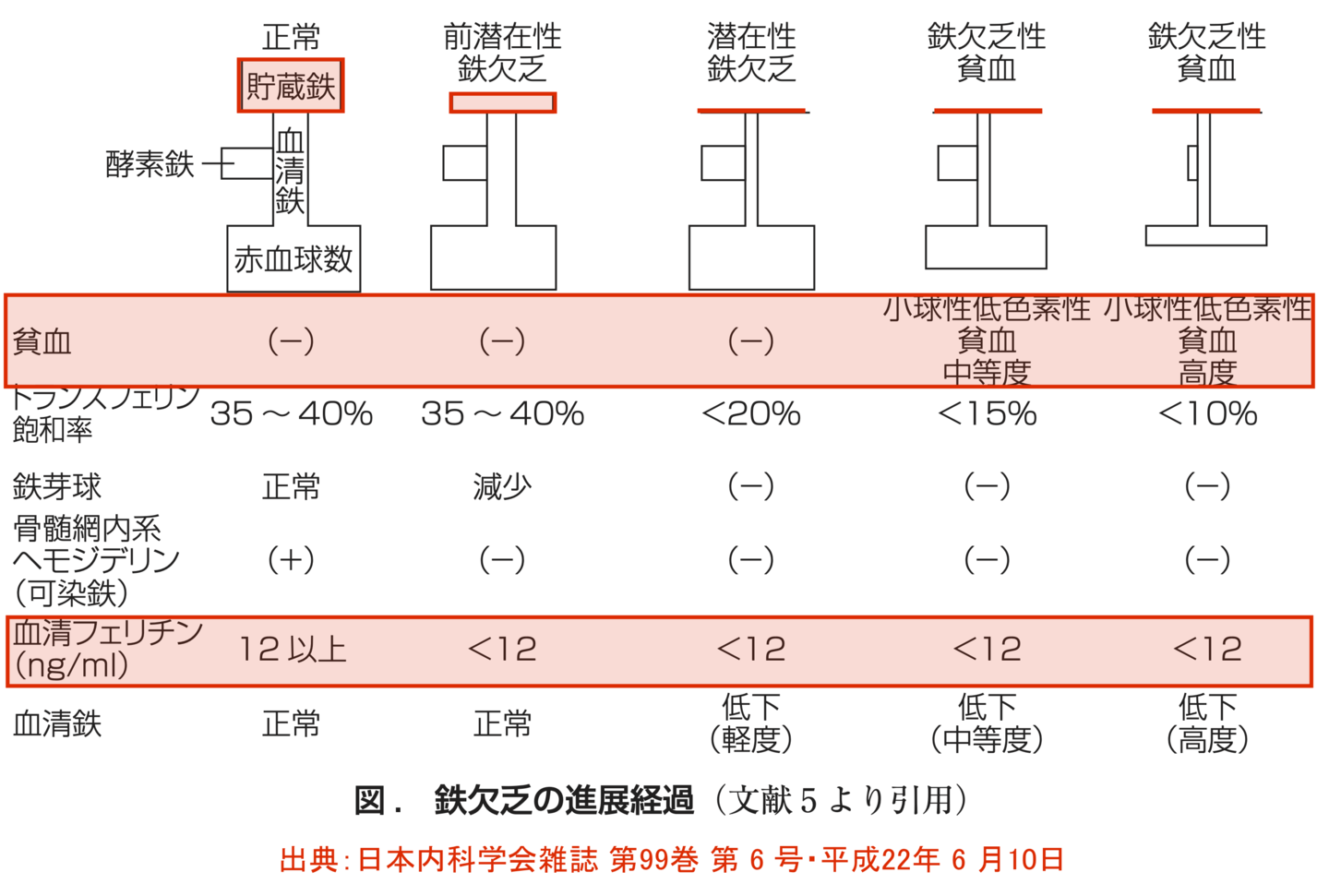 基準値　フェリチン検査
