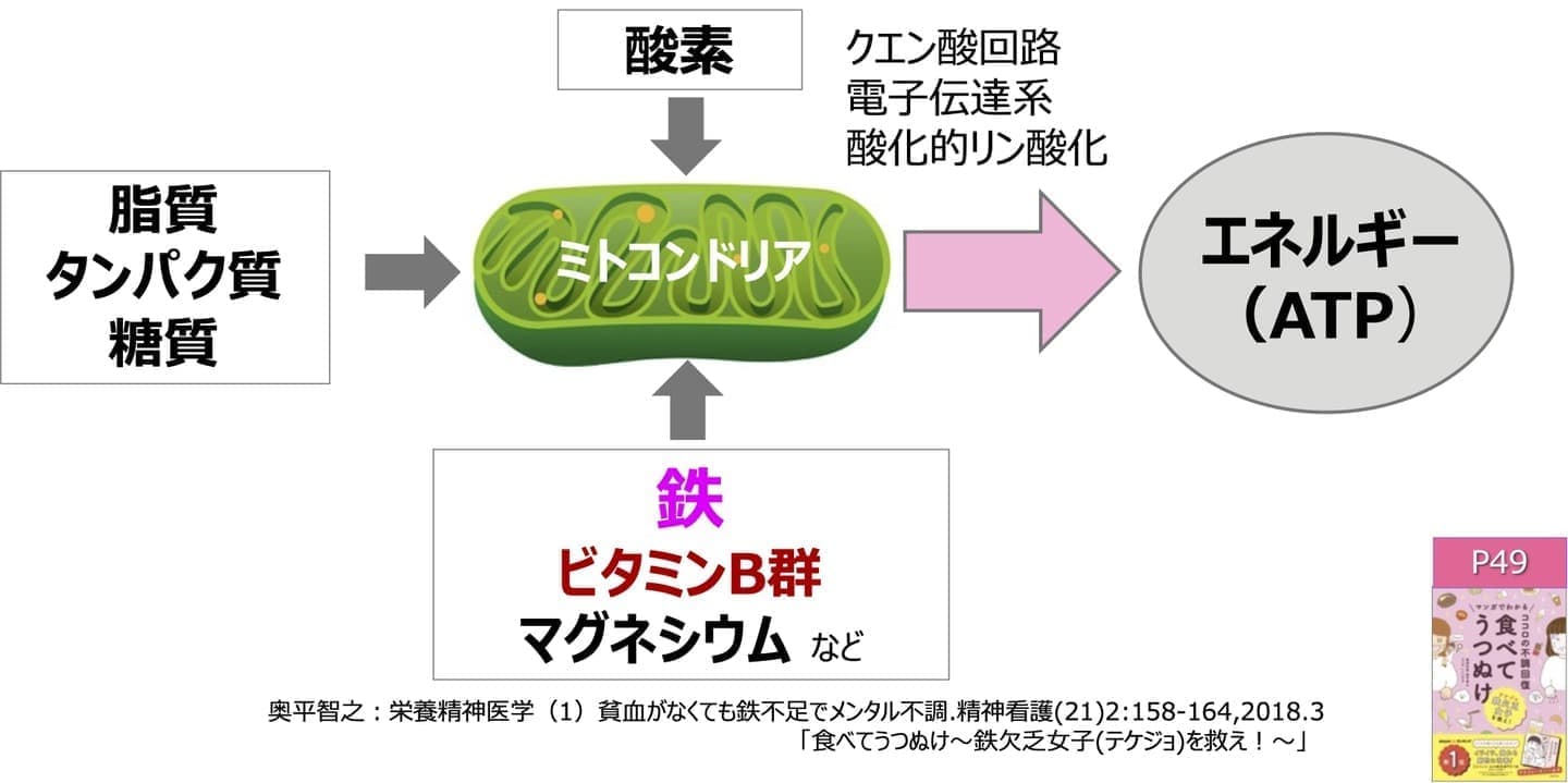 アスリート　フェリチン　貧血　鉄不足　鉄欠乏　潜在性鉄欠乏症　フェリチン検査