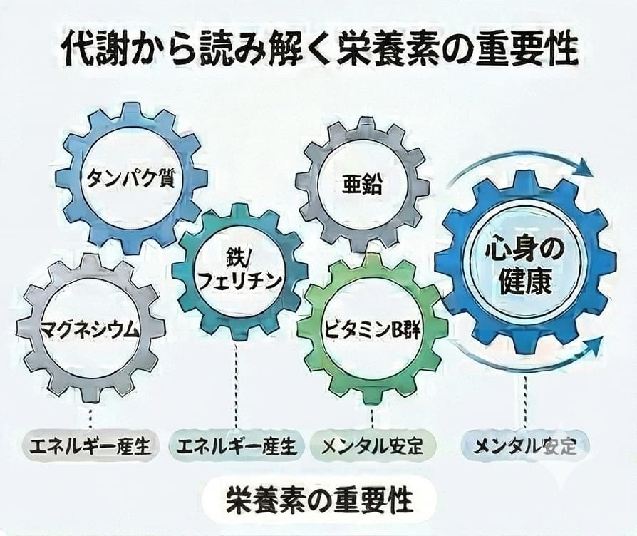 代謝から読み解く栄養素の重要性
