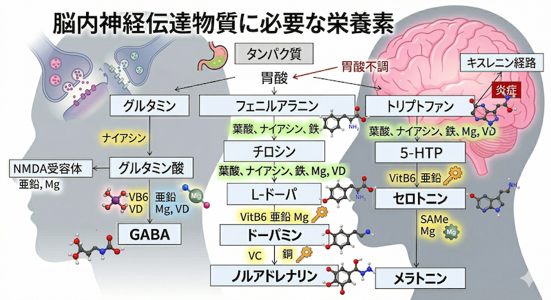 アスリートのメンタル脳内神経伝達物質生成はタンパク質と鉄が要