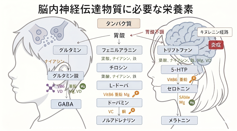 ミトコンドリア生成_リ・スタート自宅でフェリチン検査