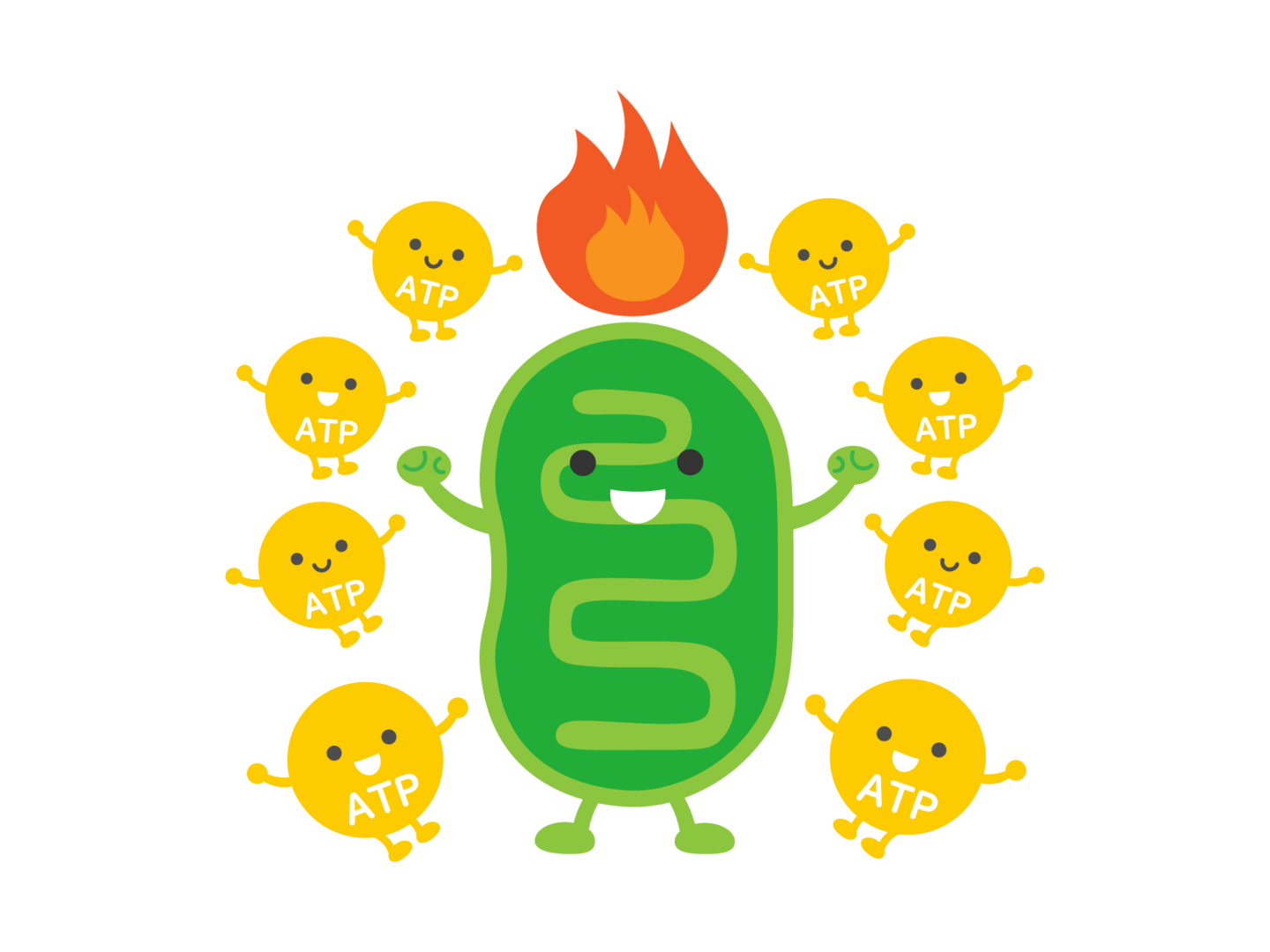 日常の運動能力やアスリートのパフォーマンス強化、ミトコンドリア内でATPを生成ミトコンドリアとは全身の細胞内にあり、エネルギーであるATPを生成する副細胞器官です。