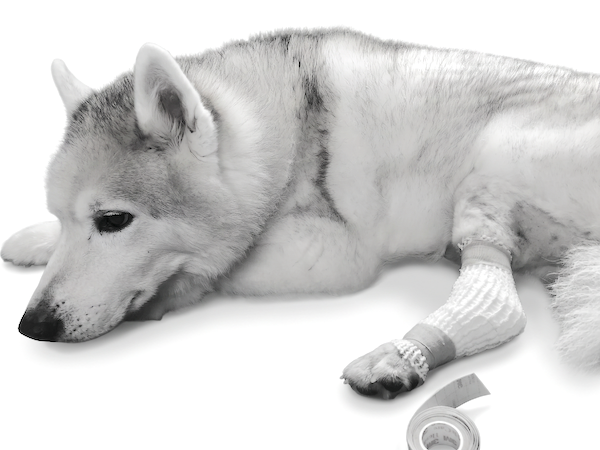『自宅でフェリチン・セルフチェック』とBIO-Microscopics誕生のストーリー - 愛犬との体験から栄養素の生化学的可能性を見出したハスキー犬