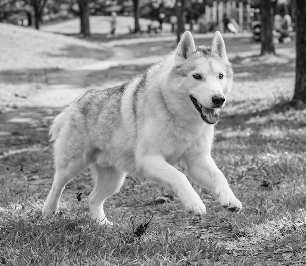 『自宅でフェリチン・セルフチェック』とBIO-Microscopics誕生のストーリー - 愛犬との体験から栄養素の生化学的可能性を見出したハスキー犬